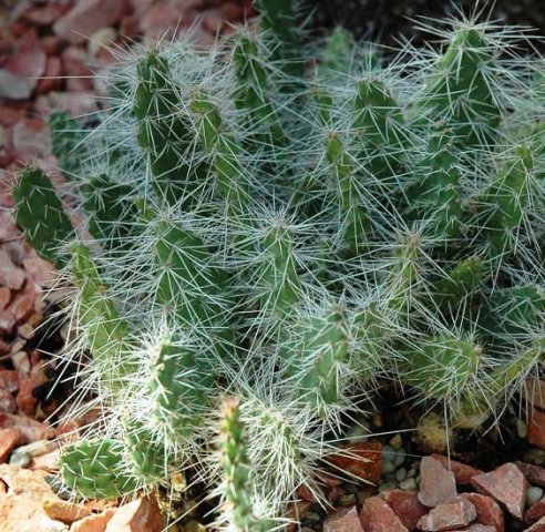 Opuntia_albicaetacens